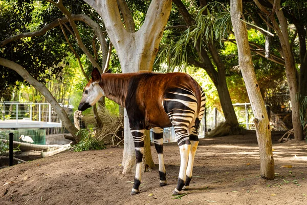 Okapi Brun Debout Sous Arbre Dans Zoo — Photo