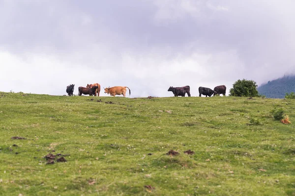 Eine Herde Kühe Weidet Auf Der Weide — Stockfoto