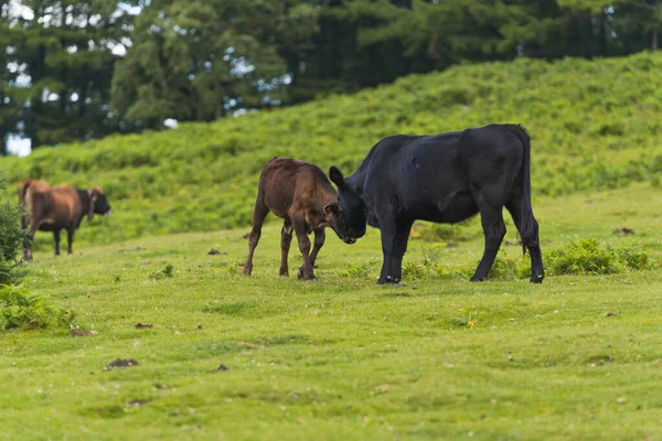 一群奶牛在牧场上吃草 — 图库照片