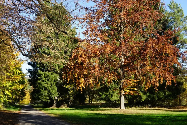 Beautiful Landscape Park Trail Sunny Day — Stock Photo, Image