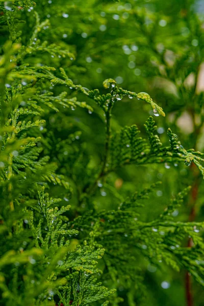 녹색식물에 물방울이 맺히는 — 스톡 사진
