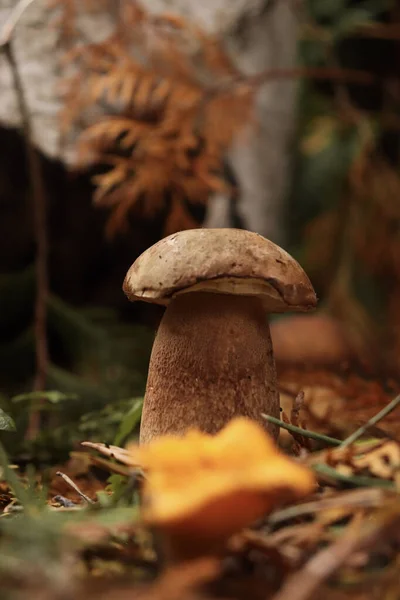 Крупный План Грибов Suillus Luteus Fungs Лугу Лесу — стоковое фото