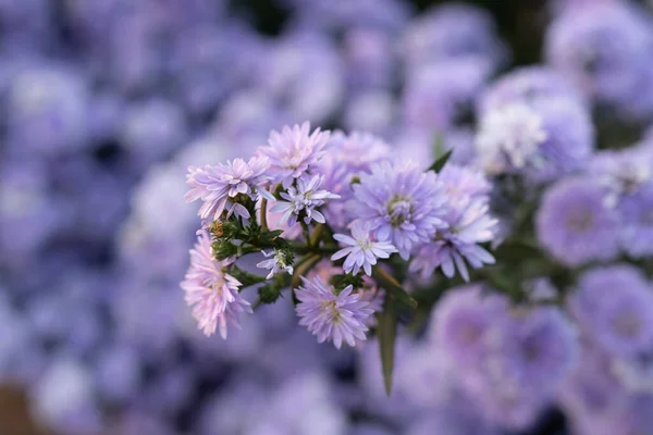 Zbliżenie Ujęcie Kwitnących Purpurowych Aster Kwiatów — Zdjęcie stockowe