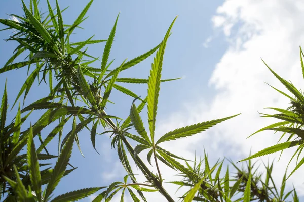 Low Angle Cannabis Marijuana Plant Sativa Leaves Weed Medical Light — Stock Photo, Image