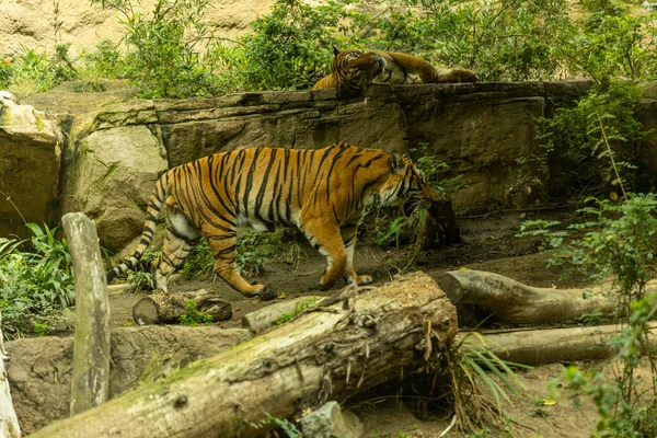 Uma Vista Panorâmica Dois Tigres Zoológico Cercado Por Uma Natureza — Fotografia de Stock