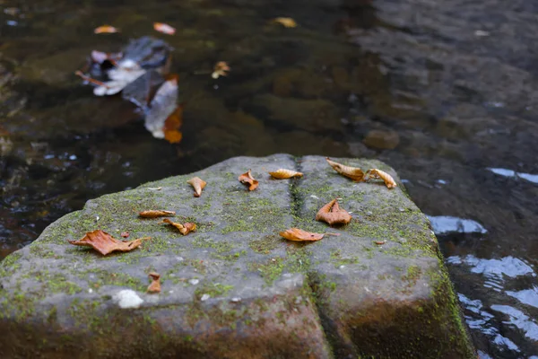 秋になると石の上に枯葉がクローズアップされます — ストック写真
