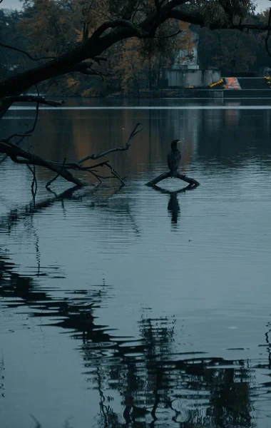 Beautiful Shot Some Birds Lake Evening Lyon France — 图库照片