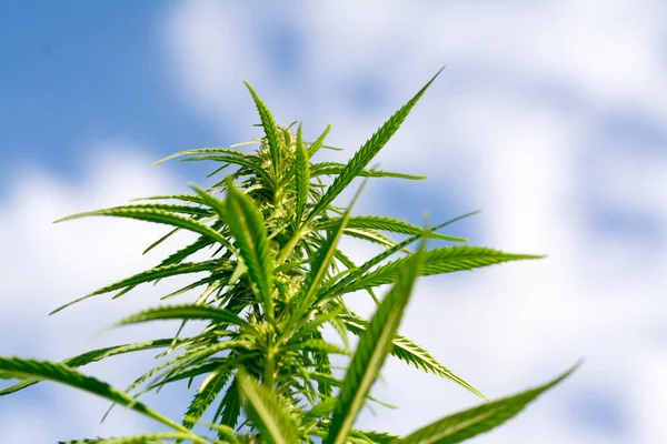 Låg Vinkel Cannabis Eller Marijuana Växt Lämnar Sativa Ogräs Medicinsk — Stockfoto
