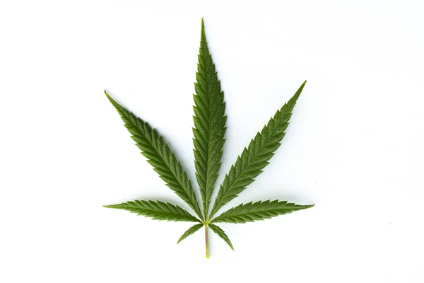 Una Marihuana Medicinal Hojas Cannabis Verde Aisladas Sobre Fondo Blanco —  Fotos de Stock
