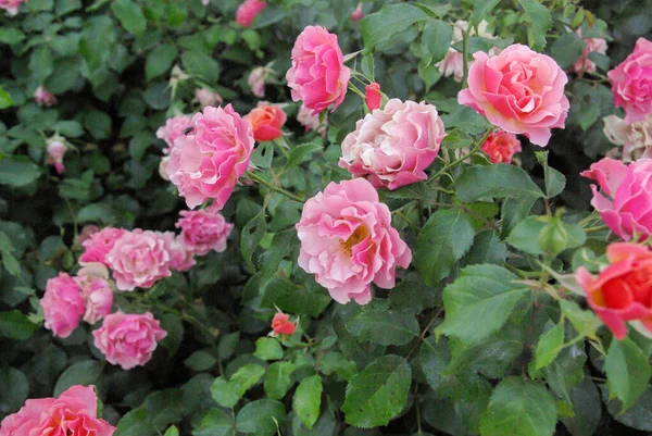 一张粉红色玫瑰灌木的特写照片 — 图库照片