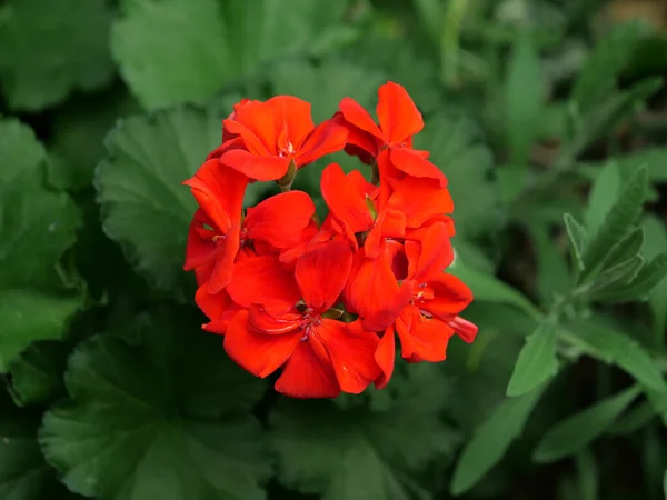 庭で成長している赤いゼラニウムのクローズアップショット — ストック写真