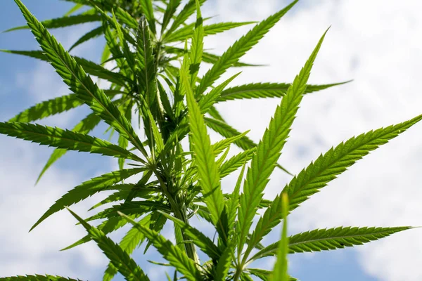 Låg Vinkel Cannabis Eller Marijuana Planta Lämnar Sativa Ogräs Medicinsk — Stockfoto