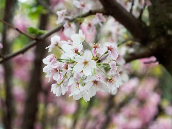 Gros Plan Fleurs Cerisier Dans Jardin — Photo