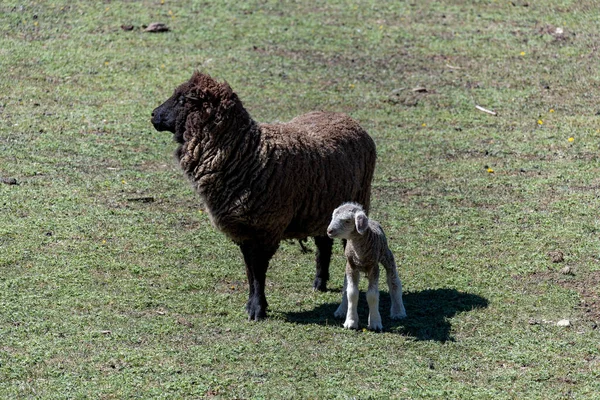 Een Schattige Baby Schaap Met Moeder Het Gras Buiten Een — Stockfoto