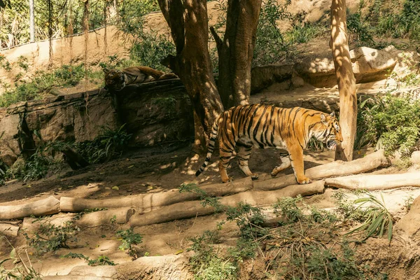 Une Vue Panoramique Deux Tigres Dans Zoo Entouré Par Une — Photo