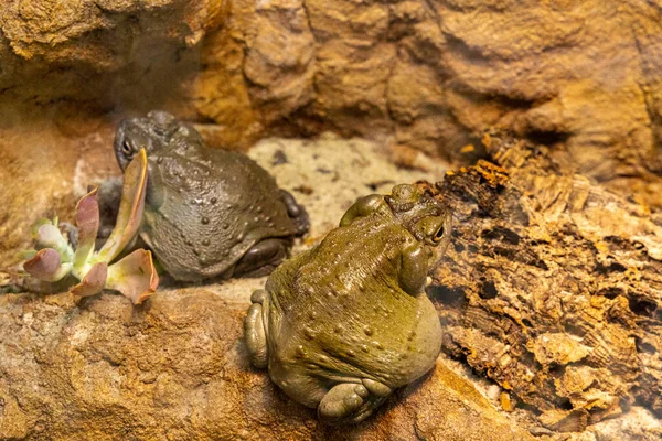 동물원에 마리의 개구리의 — 스톡 사진