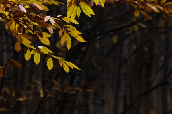 Ein Schöner Blick Auf Bäume Mit Fallendem Laub — Stockfoto