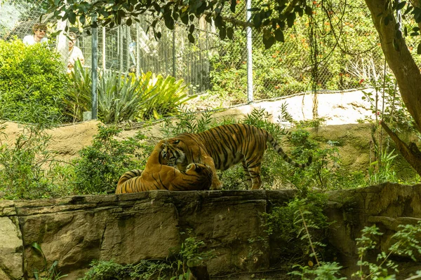 Una Vista Panorámica Dos Tigres Zoológico Rodeado Exuberante Naturaleza — Foto de Stock