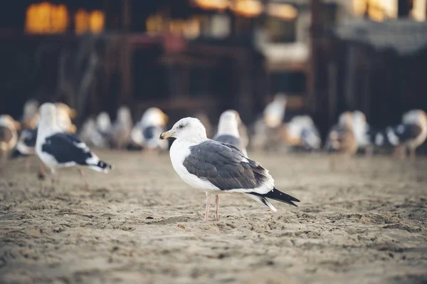 Group Seagulls Standing Sand — Stock Photo, Image