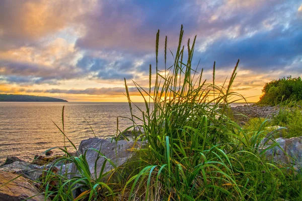 Güneş Doğarken Bir Sahil Şeridindeki Bitkilerin Yakın Çekim Görüntüleri — Stok fotoğraf