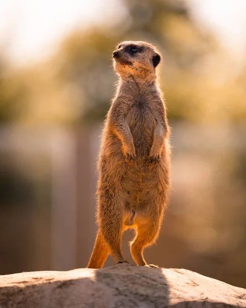 Tiro Vertical Meerkat Sobre Uma Rocha — Fotografia de Stock