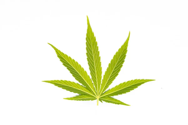 医疗用大麻白色背景下孤立的绿色大麻叶 — 图库照片