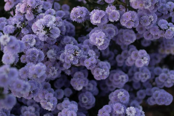 Widok Góry Kwitnących Purpurowych Kwiatów Aster — Zdjęcie stockowe