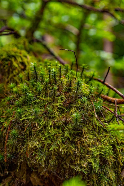 Крупним Планом Геологічна Скеля Покрита Зеленими Рослинами Ростуть Лісі — стокове фото