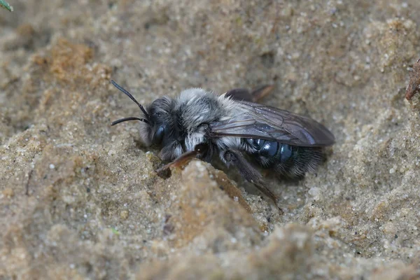 Female Grey Backed Mining Bee Andrena Vaga Sandy Soilafter Leaving — 图库照片