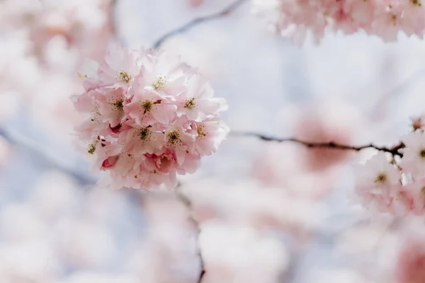 Egy Közelkép Rózsaszín Virágokról — Stock Fotó