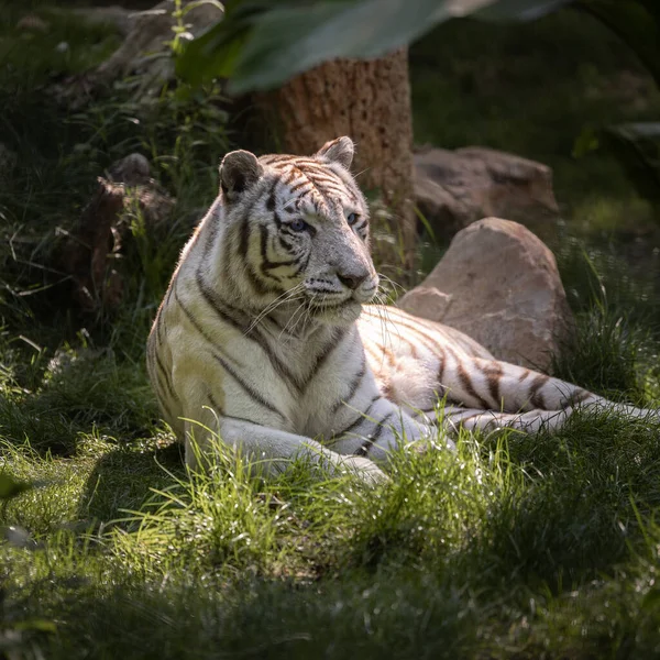 Beau Tigre Blanc Couché Dans Parc — Photo