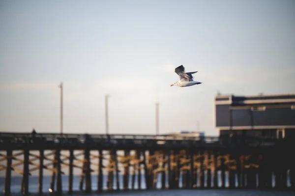 Una Gaviota Volando Cielo Concepto Libertad — Foto de Stock