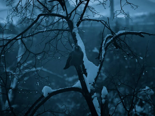 Ένα Κοντινό Πλάνο Ενός Πουλιού Ένα Δέντρο Καλυμμένο Χιόνι Βράδυ — Φωτογραφία Αρχείου
