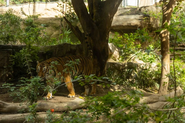 Una Vista Panorámica Tigre Zoológico Pie Bajo Árbol — Foto de Stock