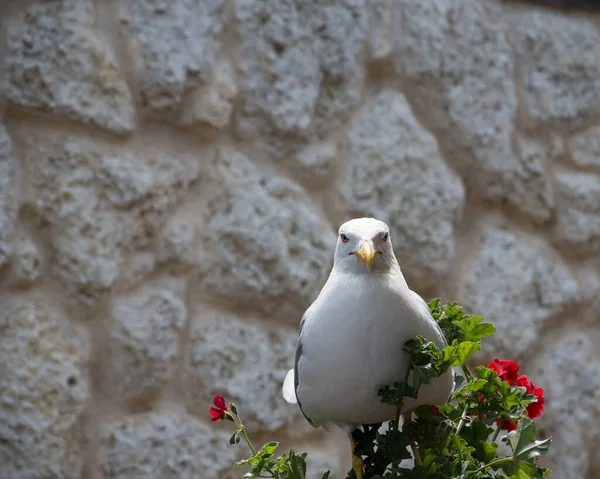 Closeup Shot Seagull Garden — Stock Photo, Image
