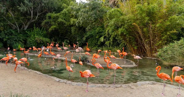 Naturskön Utsikt Över Färgglada Flamingos Vattendammen — Stockfoto