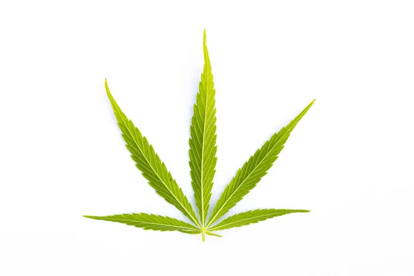 Medyczna Marihuana Zielone Liście Konopi Odizolowane Białym Tle — Zdjęcie stockowe