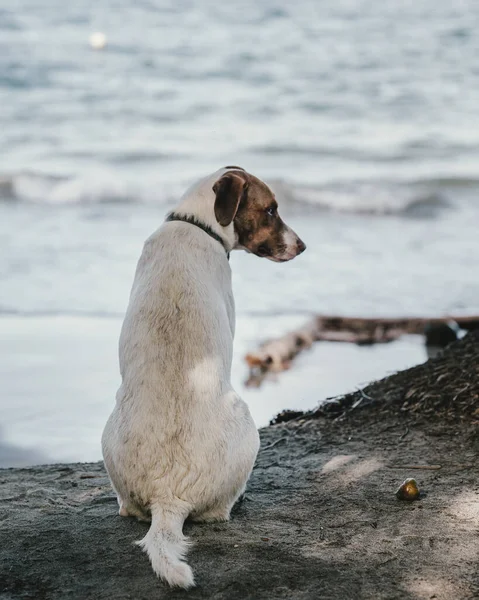 Cute White Dog Collar Coast Punta Mona Costa Rica Central — Stock Photo, Image