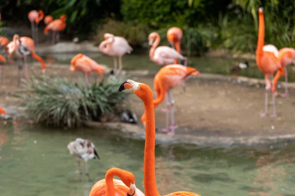 Havuzundaki Renkli Flamingoların Manzarası — Stok fotoğraf