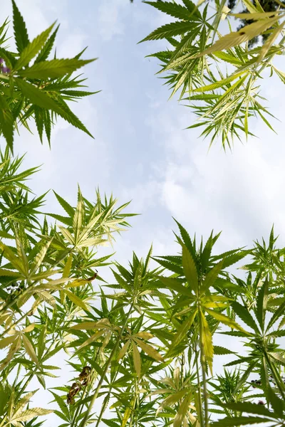 Low Angle Cannabis Marijuana Plant Sativa Leaves Weed Medical Cloudy — Stock Photo, Image