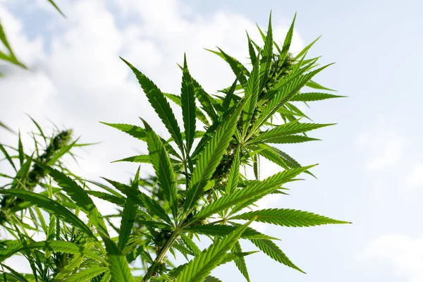 Låg Vinkel Cannabis Eller Marijuana Växter Lämnar Sativa Ogräs Medicinsk — Stockfoto