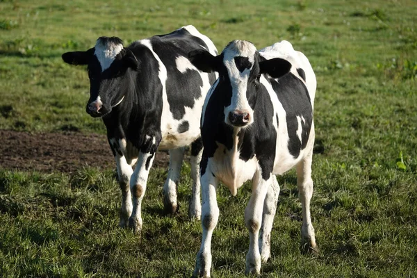 Una Hermosa Toma Par Vacas Campo Durante Día — Foto de Stock