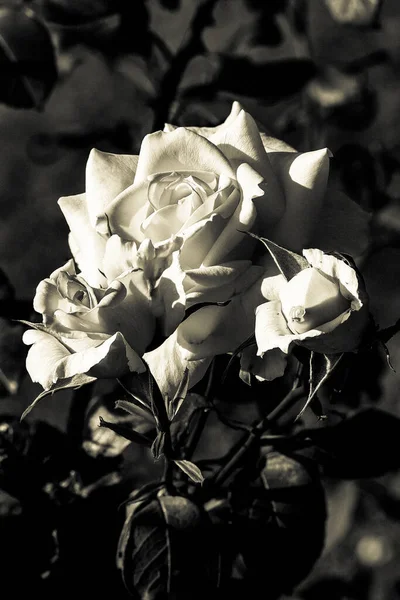 一朵盛开的玫瑰的垂直灰度照片 — 图库照片