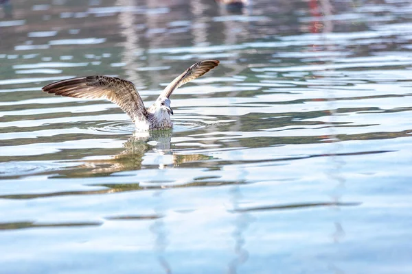 Primer Plano Una Gaviota Agua Mar Día Soleado — Foto de Stock