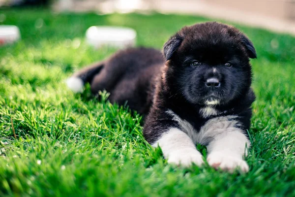 Ein Kleiner Süßer Schwarzer Hund Liegt Auf Dem Grünen Und — Stockfoto