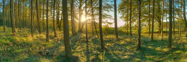 Панорамний Вид Ліс Сонячне Світло Через Дерева — стокове фото