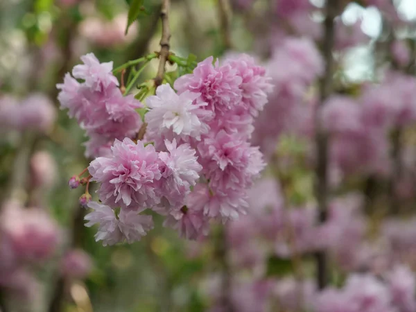Closeup Shot Sakura Blossoms Garden — Stock Photo, Image