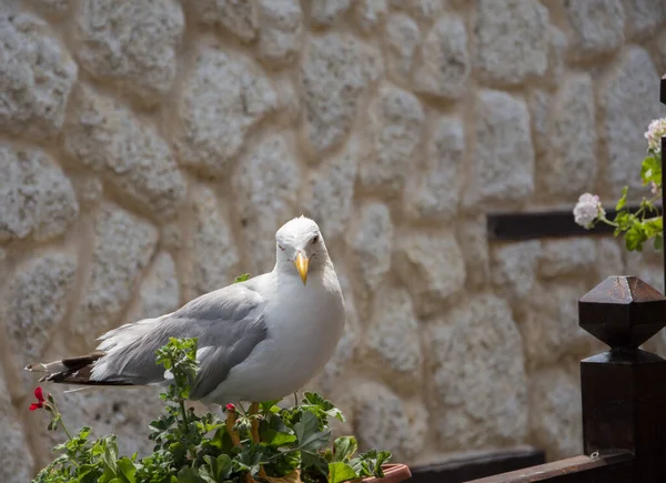 Een Close Shot Van Een Meeuw Een Tuin Buiten — Stockfoto