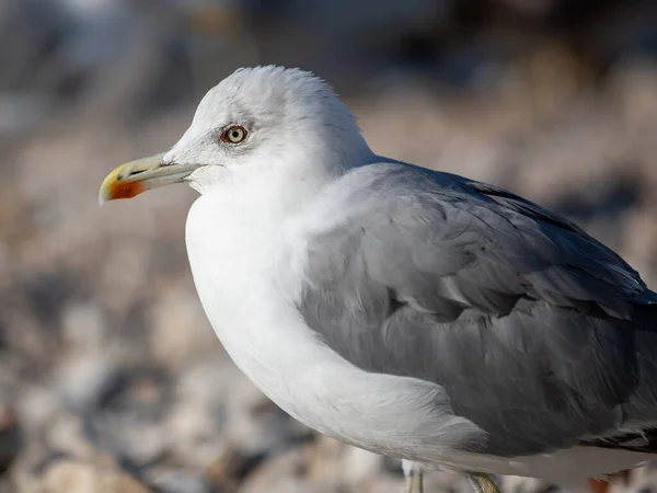 Selektiv Bild Blue Gull Vid Kusten Solig Dag — Stockfoto