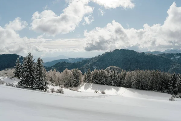 Krajina Jehličnatého Lesa Zasněžených Horách Slunečného Zimního Dne — Stock fotografie